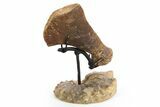 Plesiosaur Humerus Bone on Ammonite Stand - Asfla, Morocco #252371-1